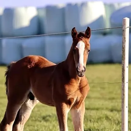 Gemütliches Mobilheim Auf Bauernhof Сasa de vacaciones