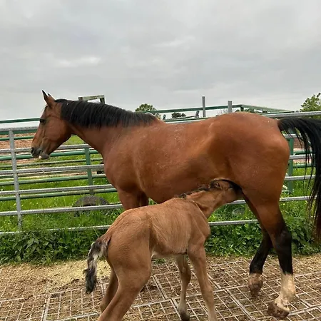 Gemütliches Mobilheim Auf Bauernhof Langenselbold