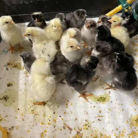 Gemütliches Mobilheim Auf Bauernhof Сasa de vacaciones