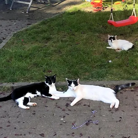 Gemütliches Mobilheim Auf Bauernhof