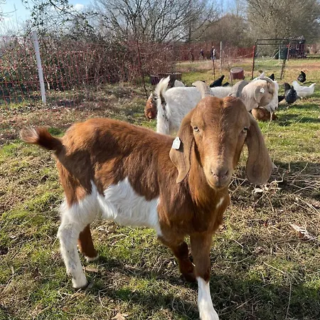 Gemütliches Mobilheim Auf Bauernhof Сasa de vacaciones Langenselbold