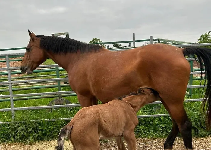 Gemuetliches Mobilheim Auf Bauernhof Langenselbold
