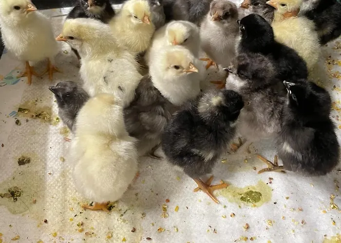 Gemuetliches Mobilheim Auf Bauernhof Prázdninový dům