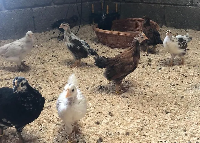 Gemuetliches Mobilheim Auf Bauernhof Langenselbold