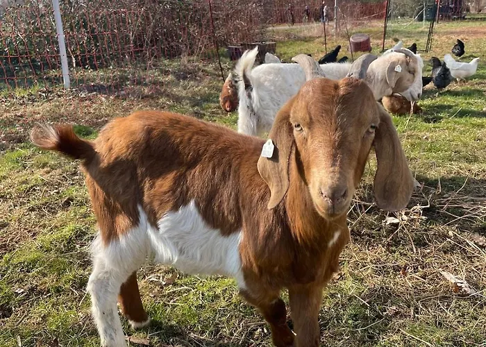 Gemuetliches Mobilheim Auf Bauernhof Prázdninový dům Langenselbold